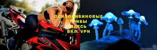 прущие грибы Ростов